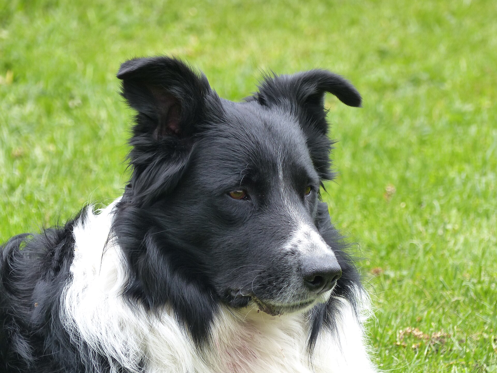 Original photo of a border collie resting on the grass