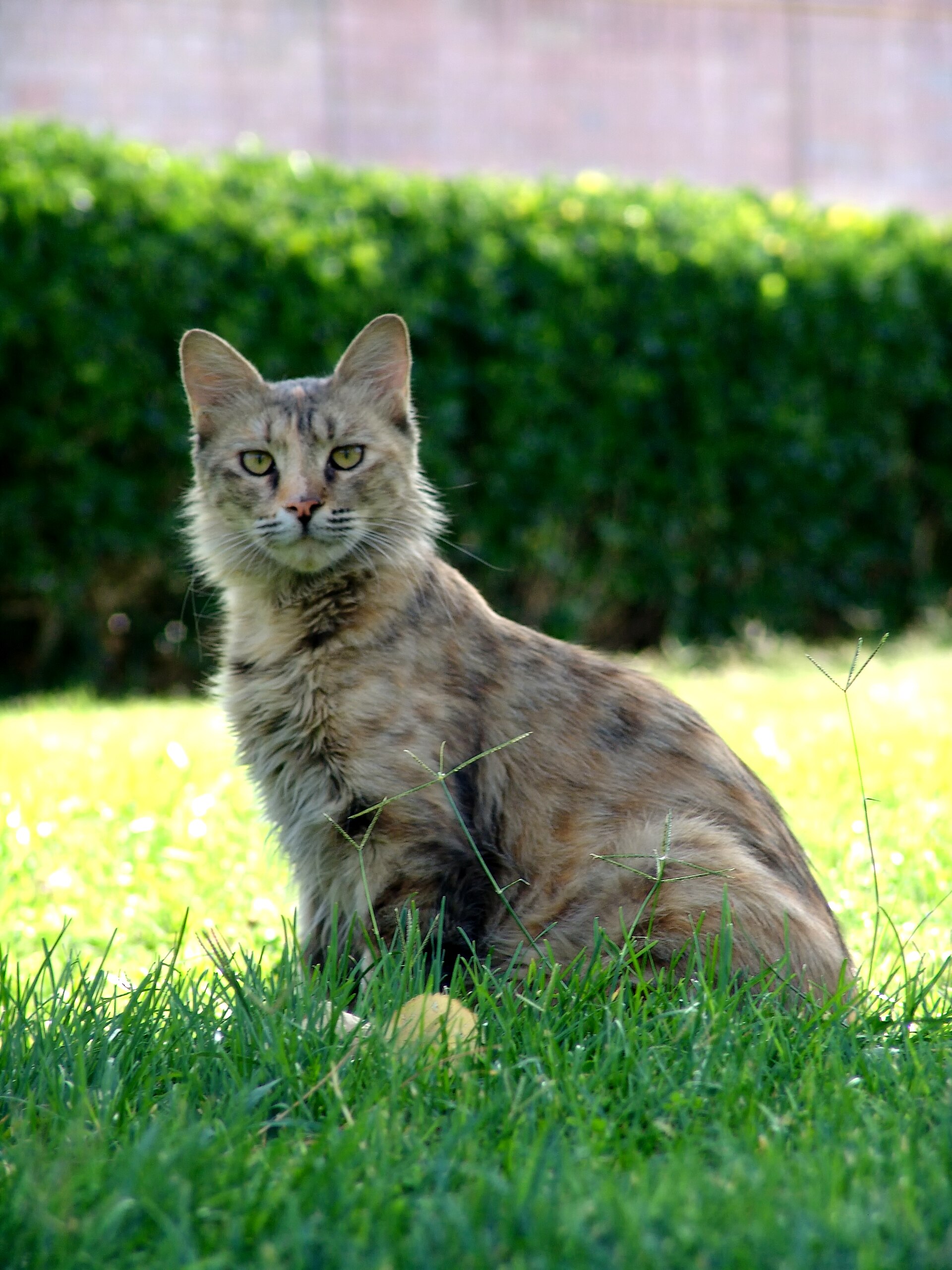 Original photo of a grey tabby cat sitting in a garden