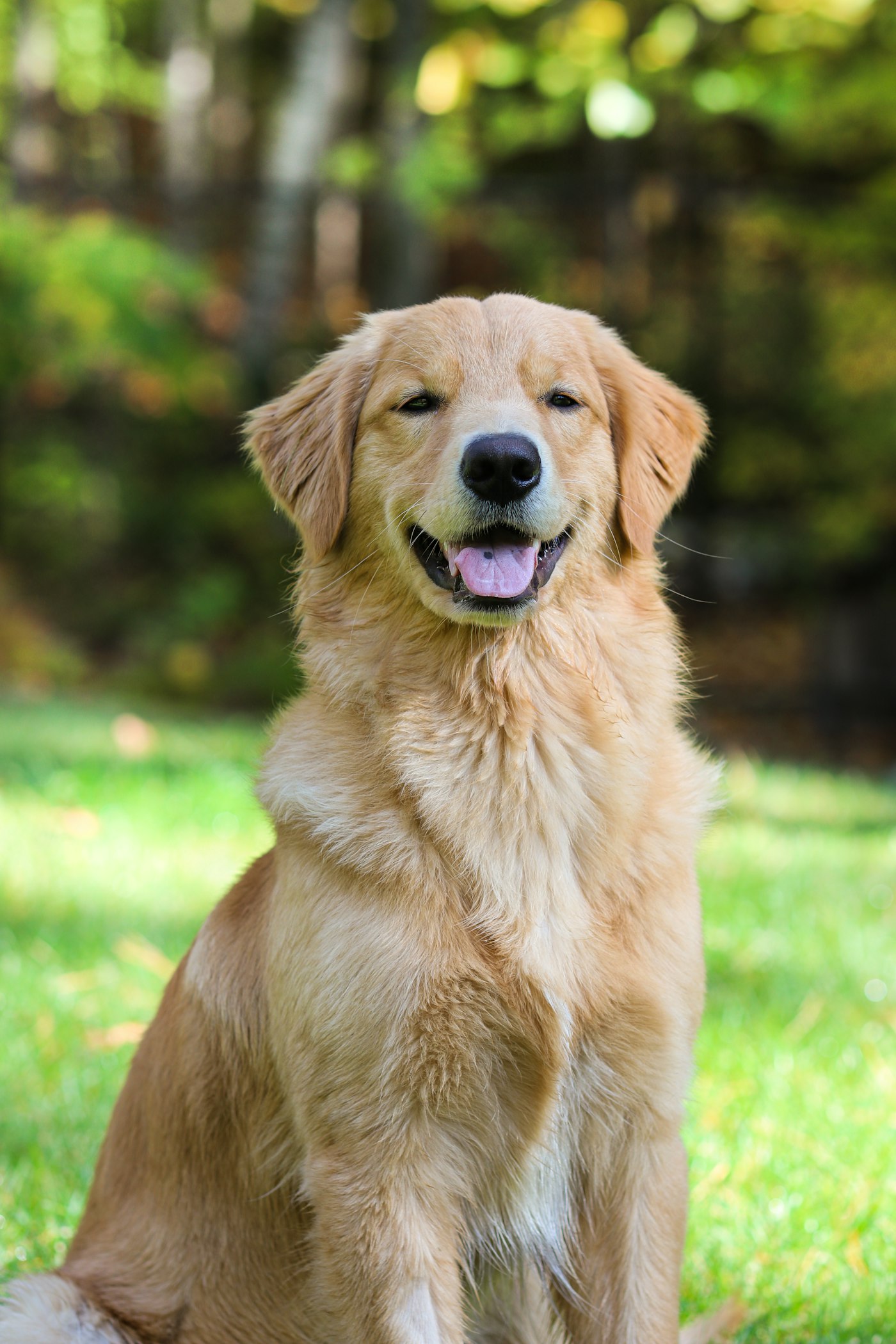 Original photo of a golden retriever sitting in a garden