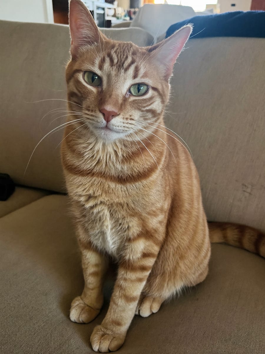 Marmalade, a ginger tabby — original photo