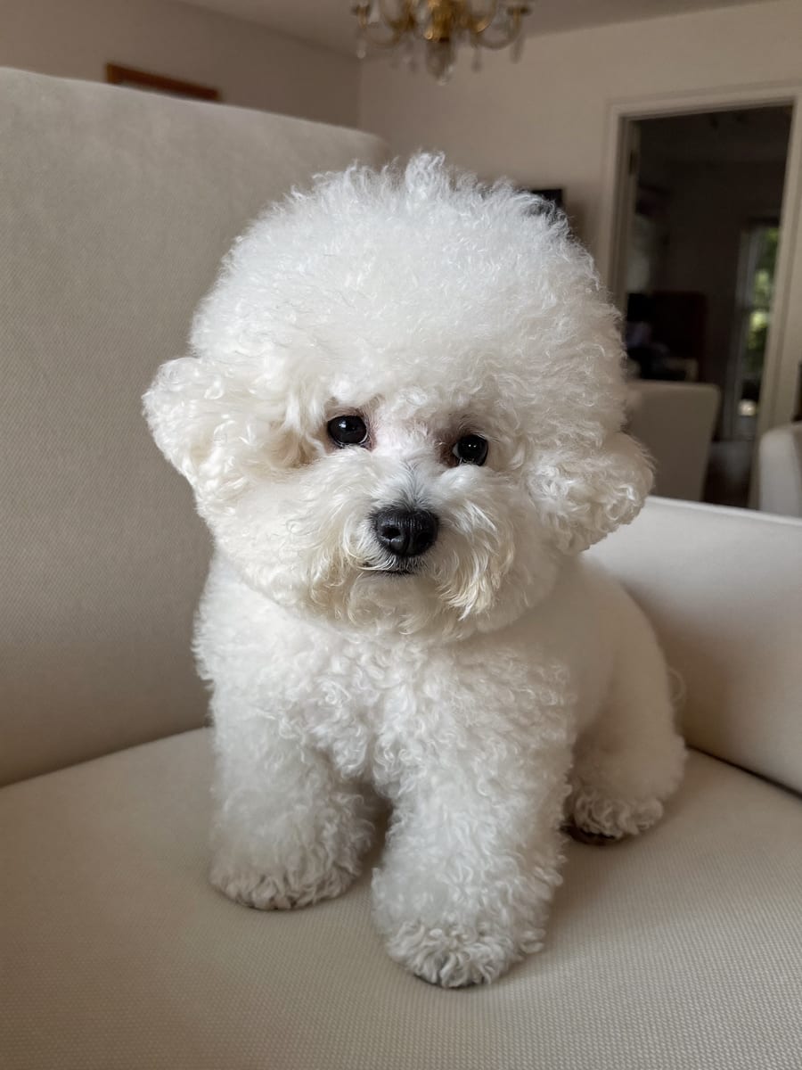 Pearl, a white Bichon — original photo
